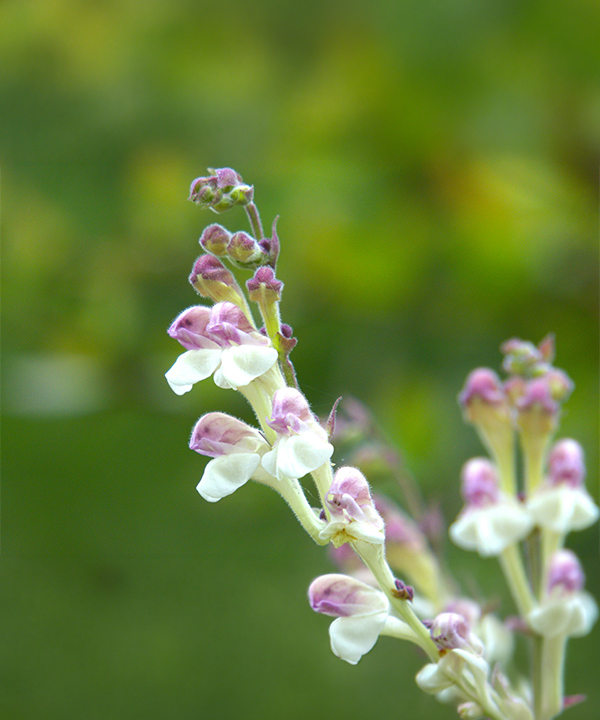 高山黃芩花/葉/莖萃取