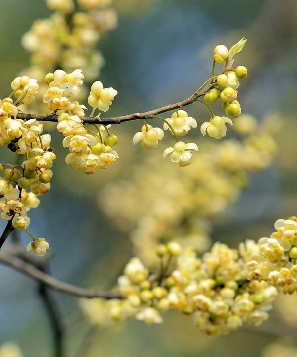 山蒼子複合精萃油