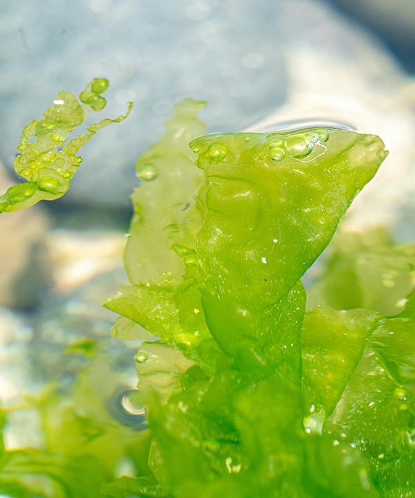 天然有機專利醣基海藻糖