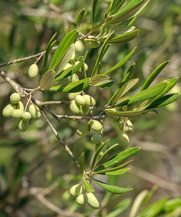 橄欖來源角鯊烷
