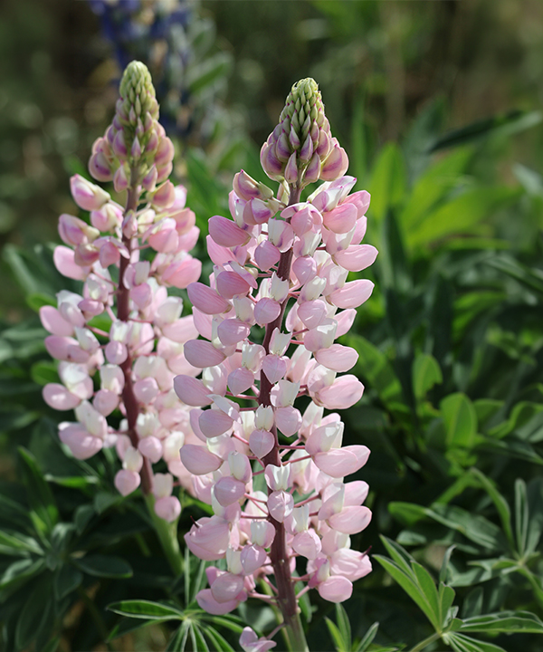 專利羽扇豆提取物