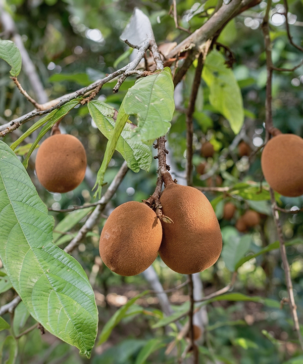 有機古樸阿蘇油脂