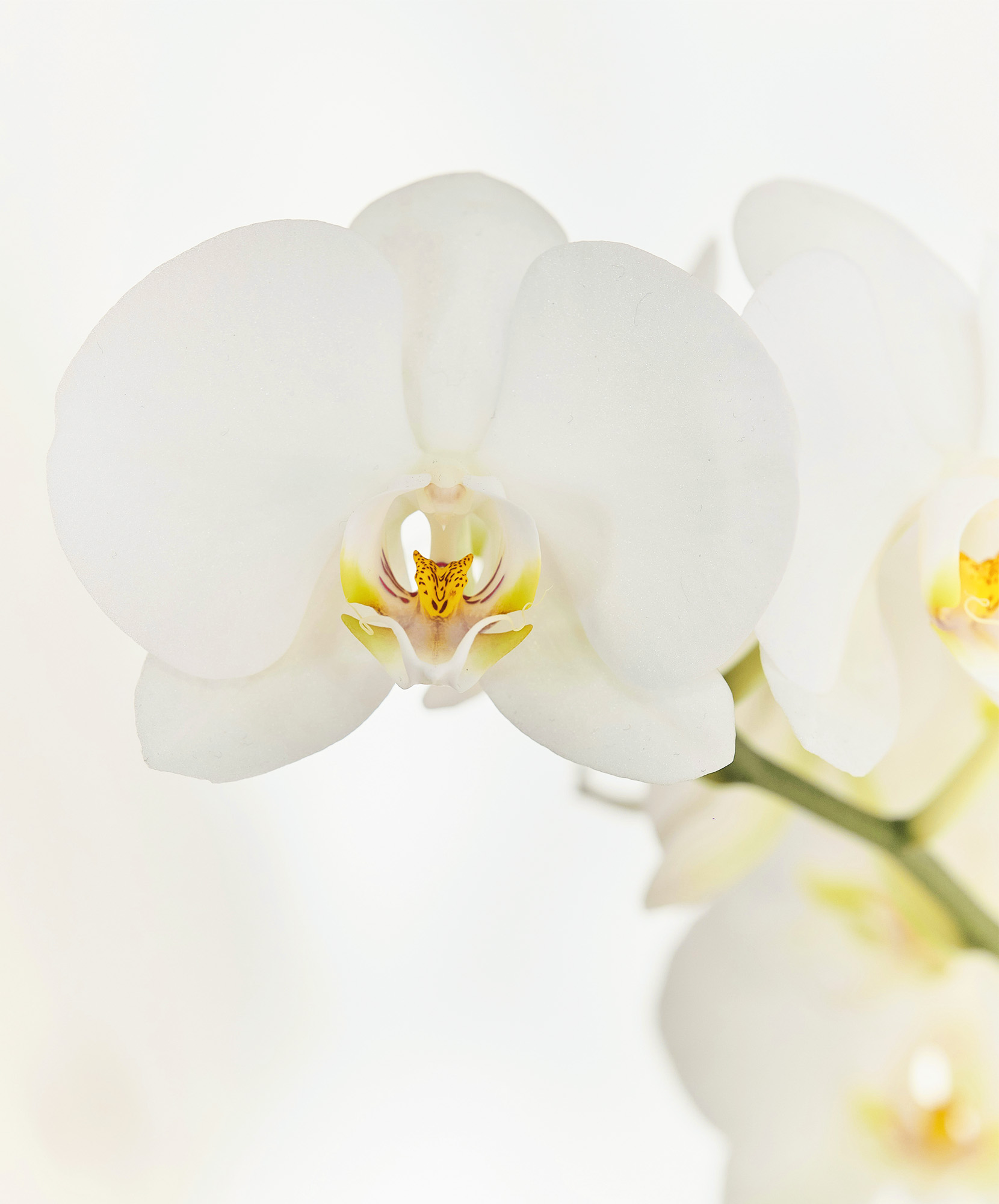 台灣白花蝴蝶蘭萃取