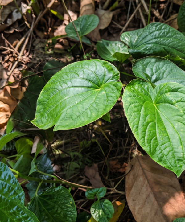 ⾼效修護因⼦ (KAVA 卡瓦胡椒根萃取