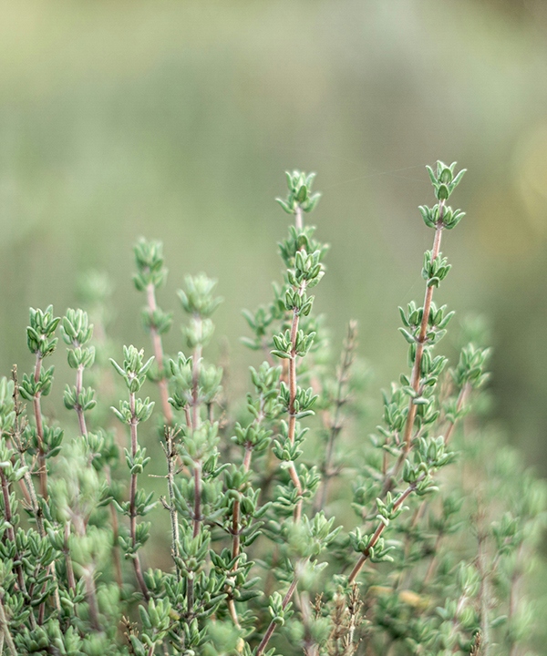 繖花醇（o-Cymen-5-ol）