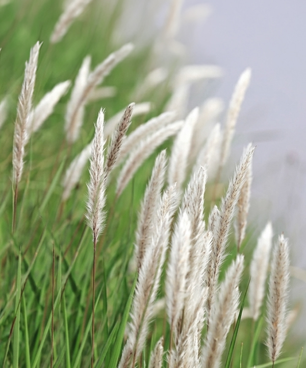 專利非洲白茅屬植物萃取