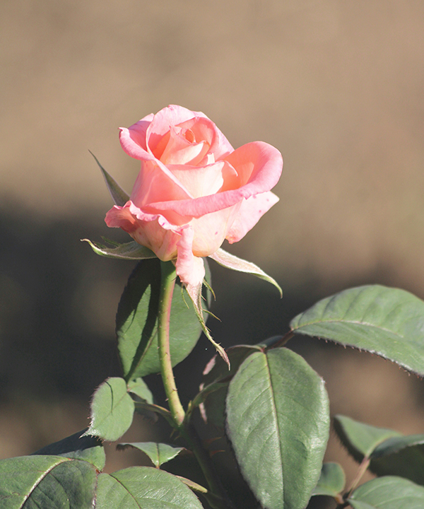 有機保加利亞玫瑰純露