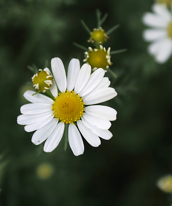 德國藍洋甘菊精油
