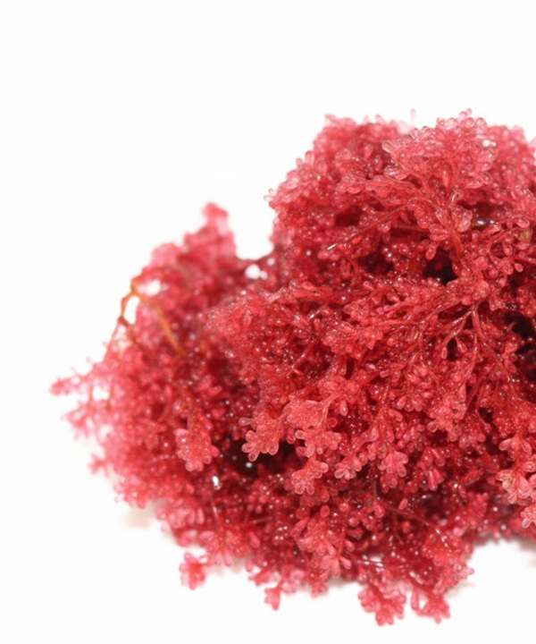 臺灣獨特紀錄種紅葡萄藻