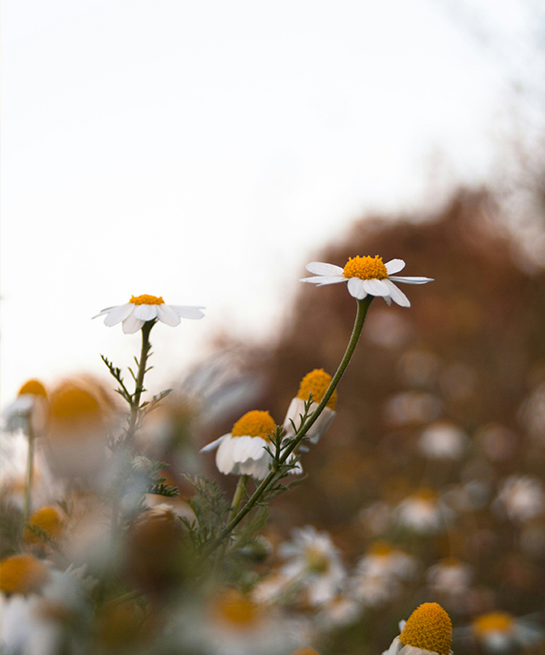德國洋甘菊萃取