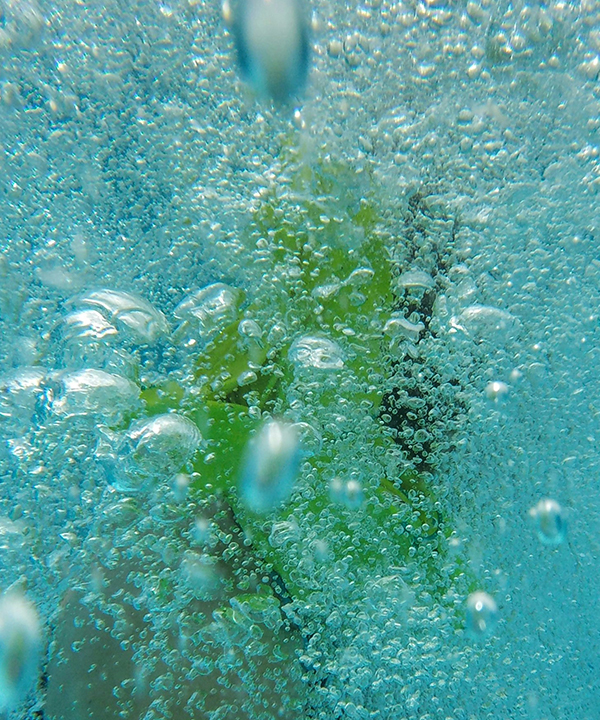 天然有機專利醣基海藻糖